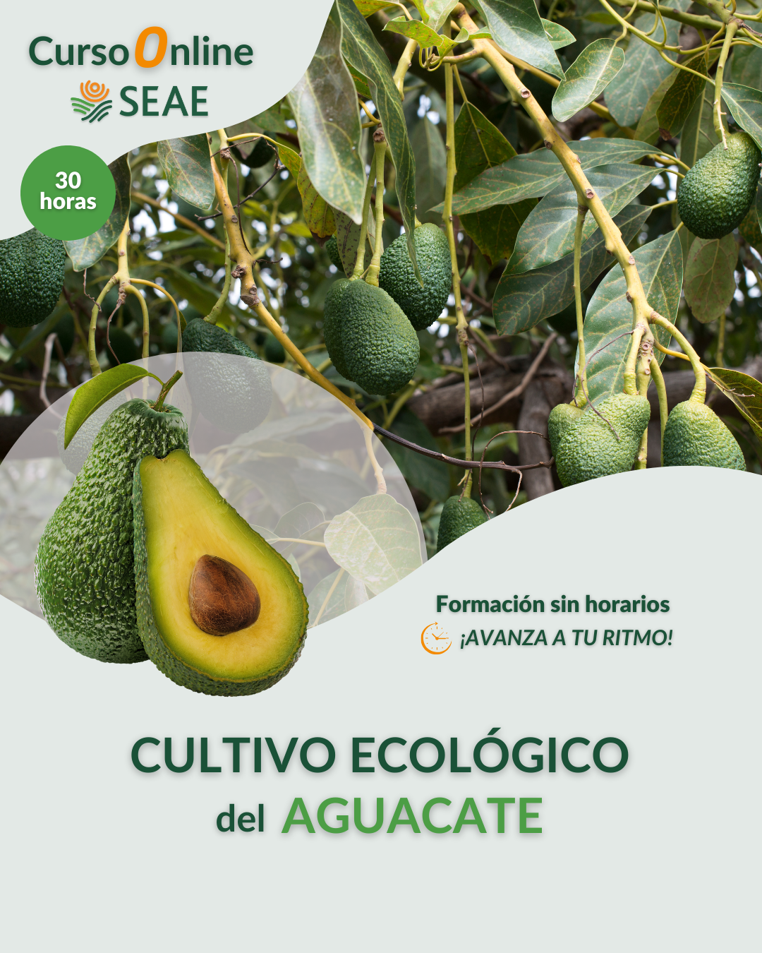 AUTOESTUDIO-Curso online: Cultivo ecológico  del aguacate.