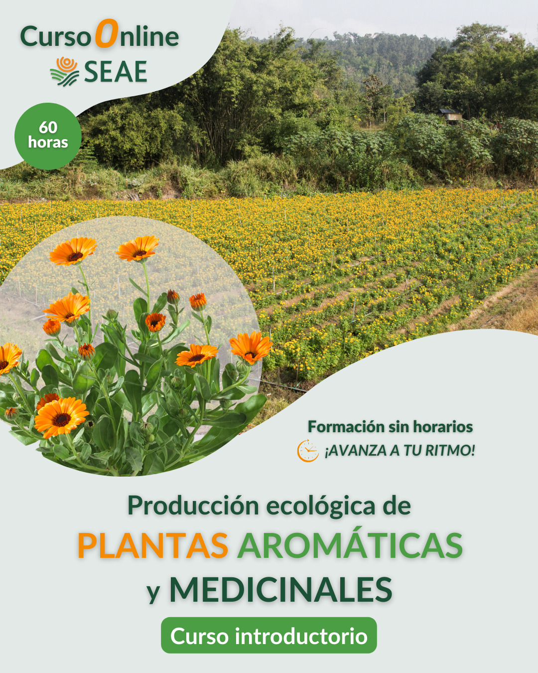 AUTOESTUDIO-Curso online: Producción ecológica de plantas aromáticas y medicinales (PAM). Introducción.